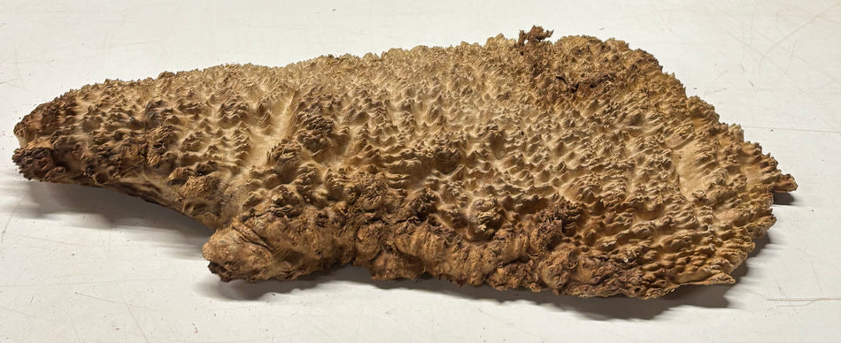 Brown Mallee Burl Cap 16" x 6.5" x 1.5" 5.85 Lbs #7097 - Exotic Wood Zone