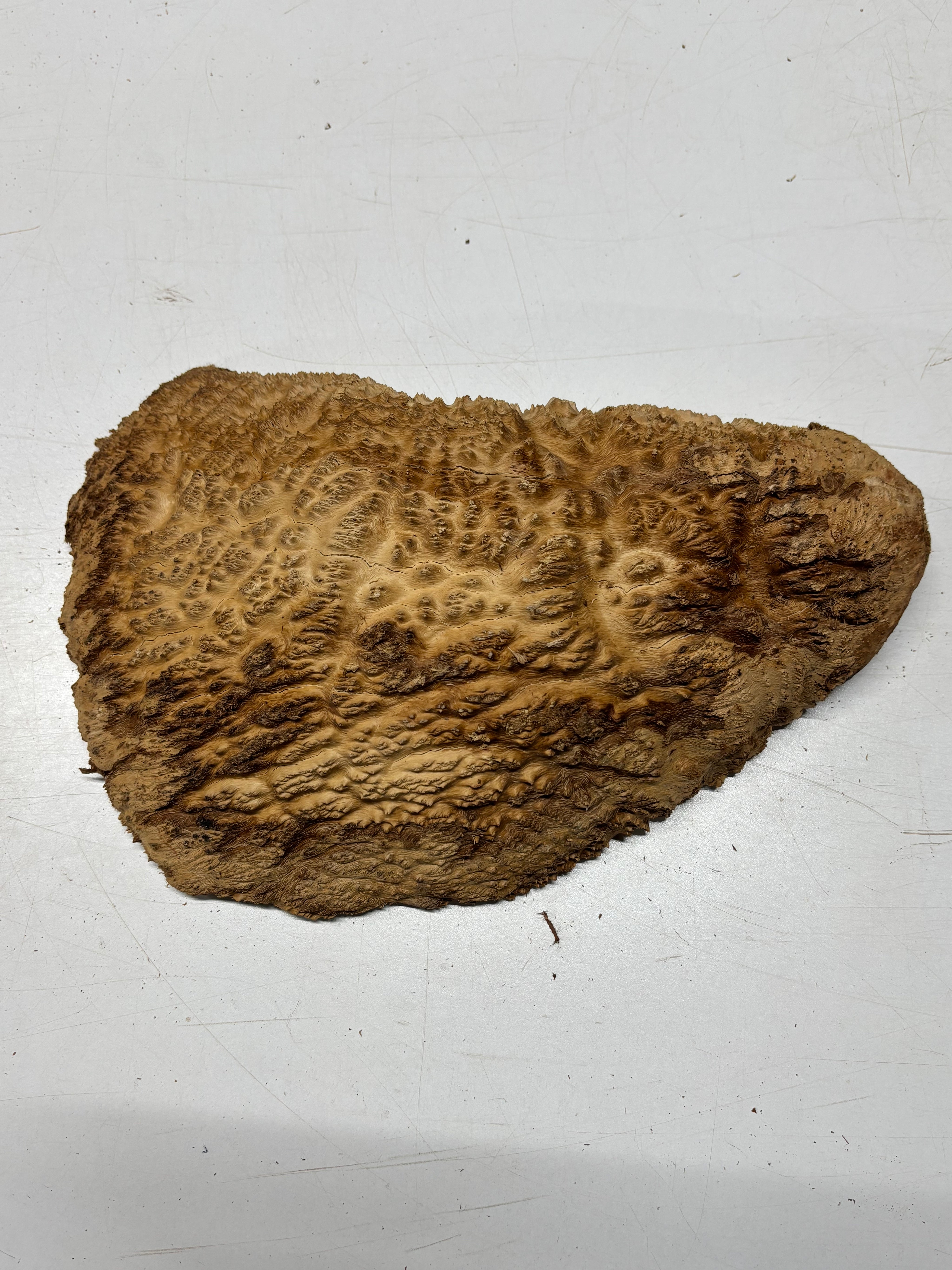 Brown Mallee Burl Cap 13" x 5.5" x 2.5" 6.35 Lbs #7098 - Exotic Wood Zone
