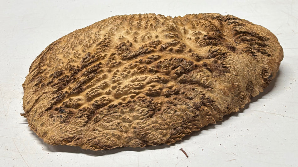Brown Mallee Burl Cap 13" x 5.5" x 2.5" 6.35 Lbs #7098 - Exotic Wood Zone