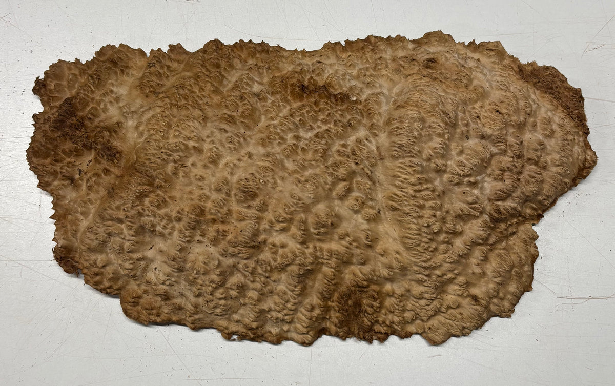 Brown Mallee Burl Cap 14" x 7.5" x 1.5" 5.5 Lbs #7099 - Exotic Wood Zone