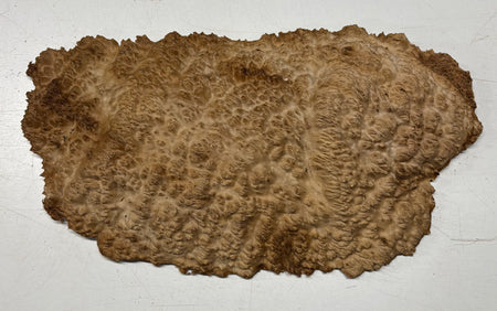 Brown Mallee Burl Cap 14" x 7.5" x 1.5" 5.5 Lbs #7099 - Exotic Wood Zone