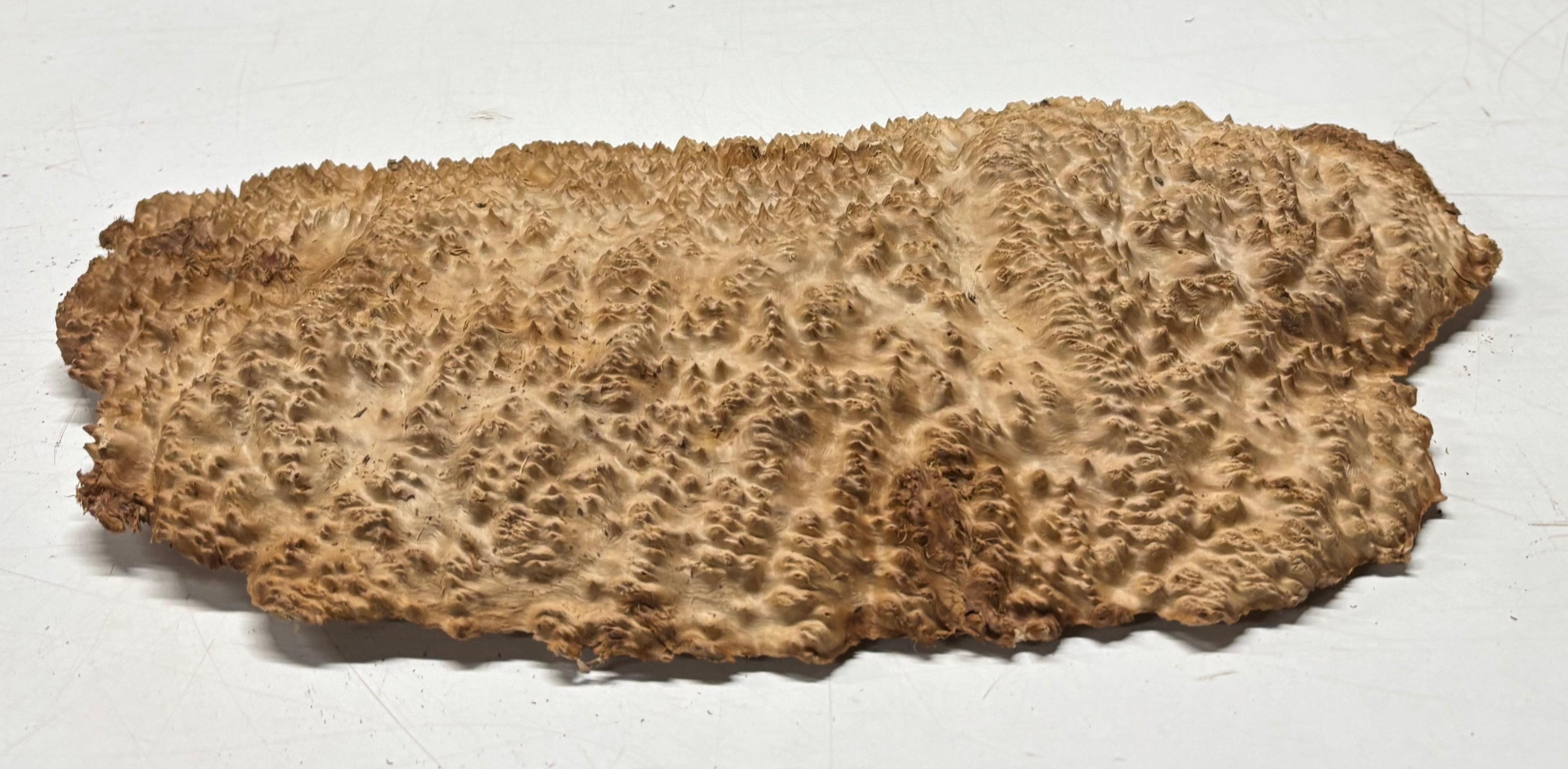 Brown Mallee Burl Cap 14" x 7.5" x 1.5" 5.5 Lbs #7099 - Exotic Wood Zone