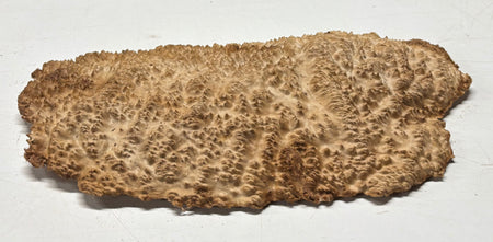 Brown Mallee Burl Cap 14" x 7.5" x 1.5" 5.5 Lbs #7099 - Exotic Wood Zone