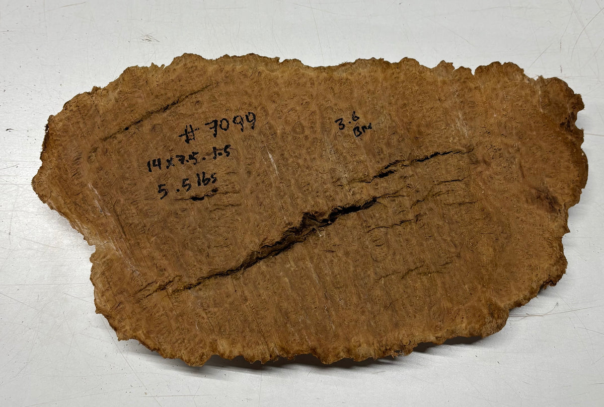 Brown Mallee Burl Cap 14" x 7.5" x 1.5" 5.5 Lbs #7099 - Exotic Wood Zone