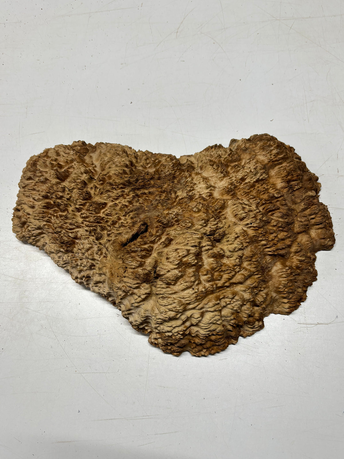 Brown Mallee Burl Cap 15" x 6" x 2" 8.35 Lbs #7100 - Exotic Wood Zone