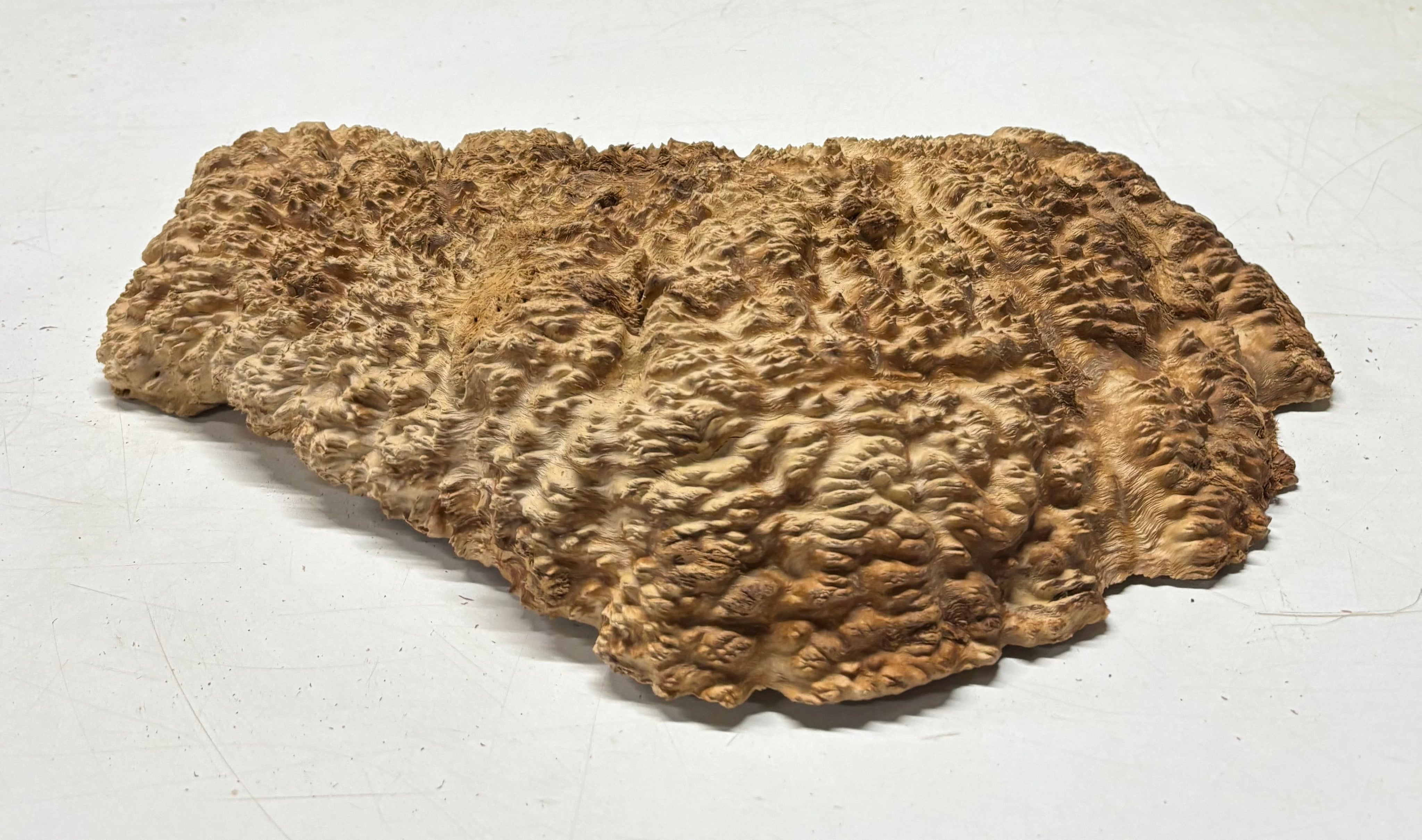 Brown Mallee Burl Cap 15" x 6" x 2" 8.35 Lbs #7100 - Exotic Wood Zone