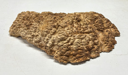 Brown Mallee Burl Cap 15" x 6" x 2" 8.35 Lbs #7100 - Exotic Wood Zone