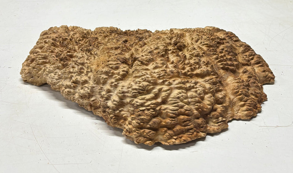 Brown Mallee Burl Cap 15" x 6" x 2" 8.35 Lbs #7100 - Exotic Wood Zone