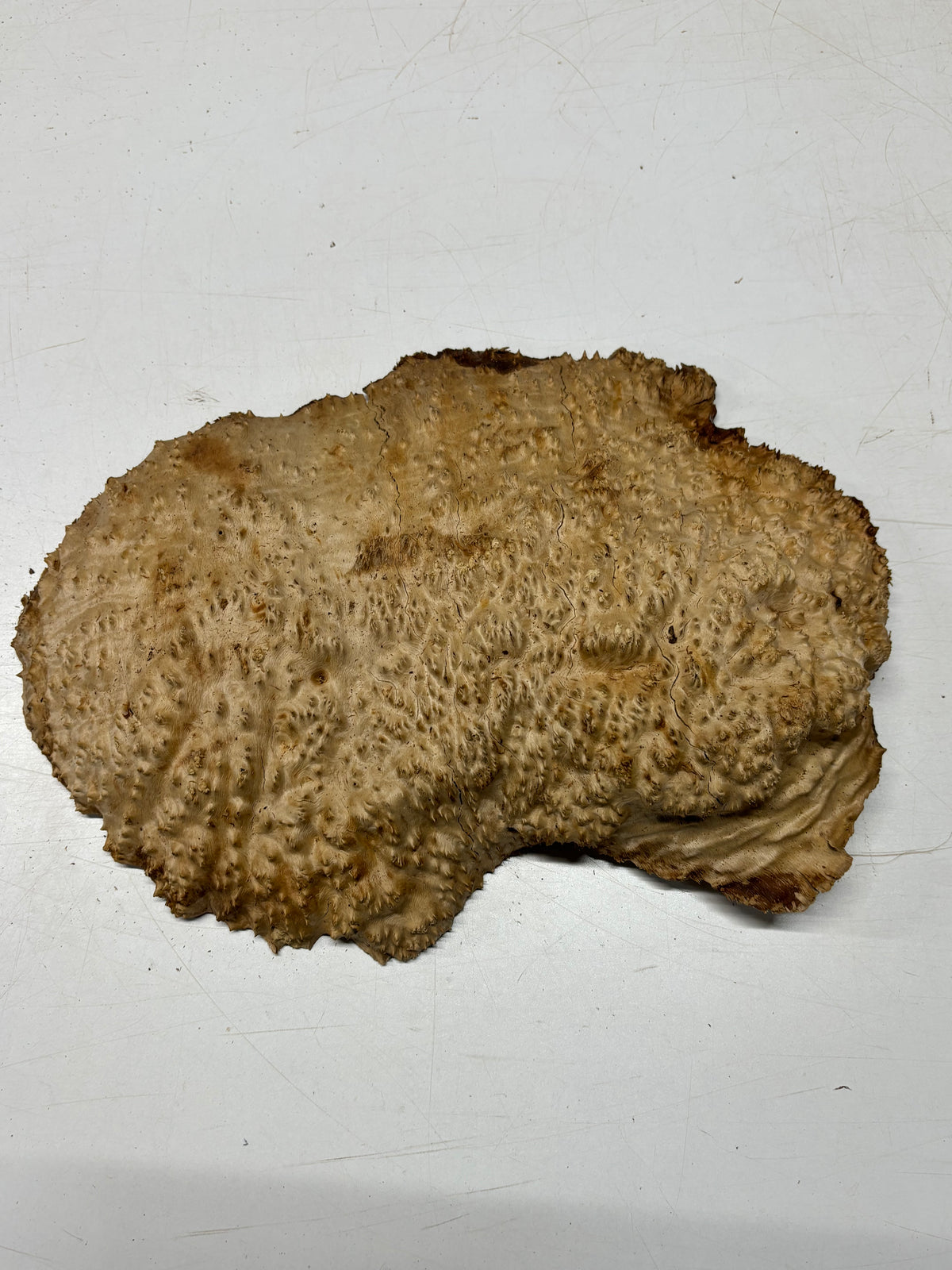 Brown Mallee Burl Blank 15" x 8.5" x 2" 8.1 Lbs #7102 - Exotic Wood Zone