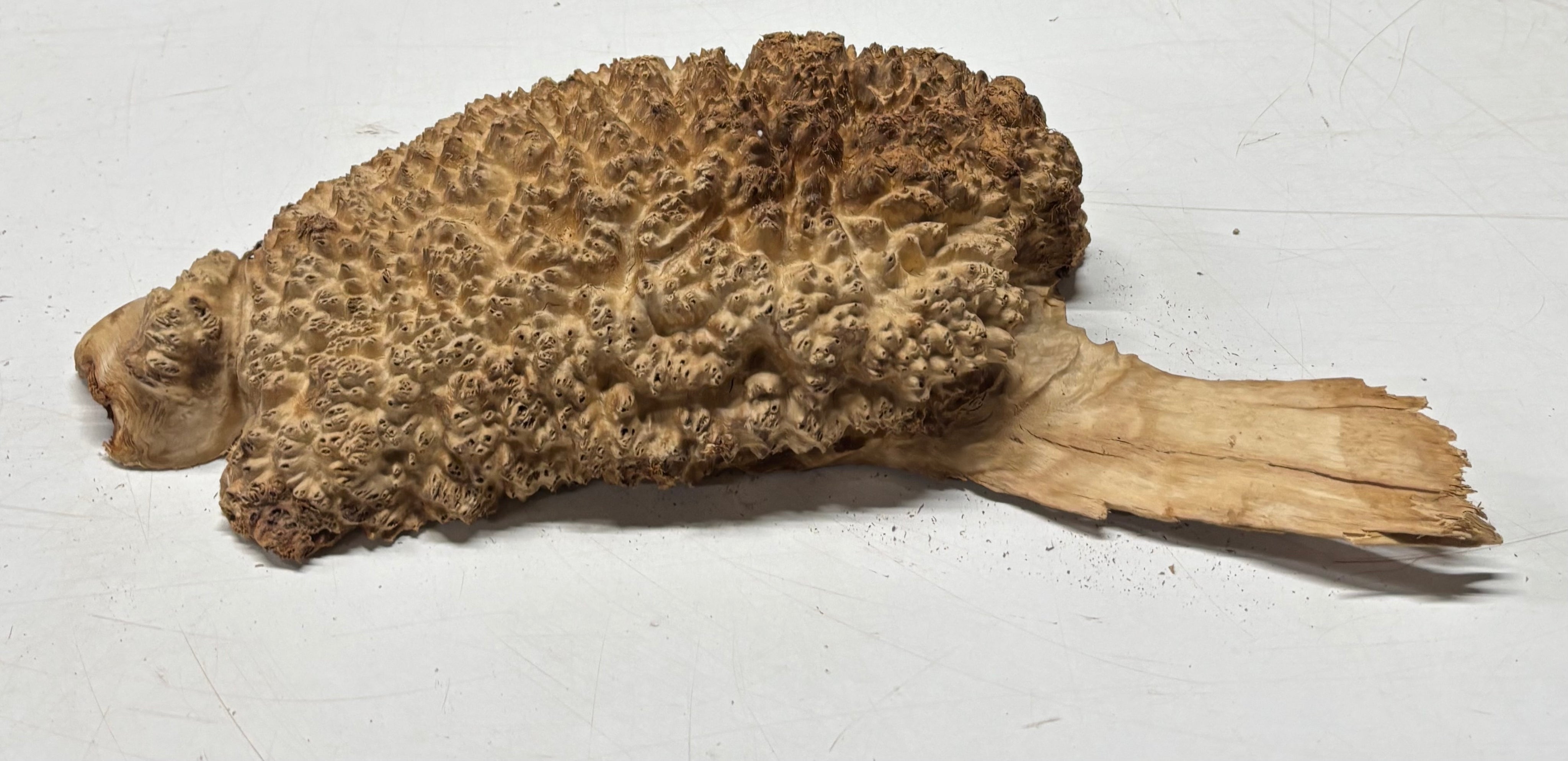Brown Mallee Burl Blank 12" x 6" x 2" 5.4 Lbs #7103 - Exotic Wood Zone
