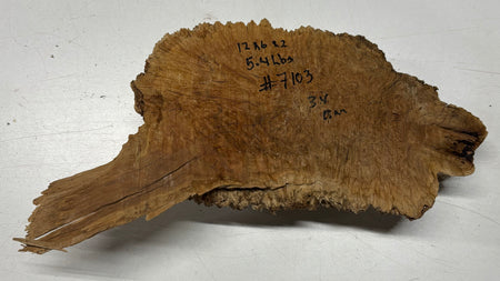 Brown Mallee Burl Blank 12" x 6" x 2" 5.4 Lbs #7103 - Exotic Wood Zone