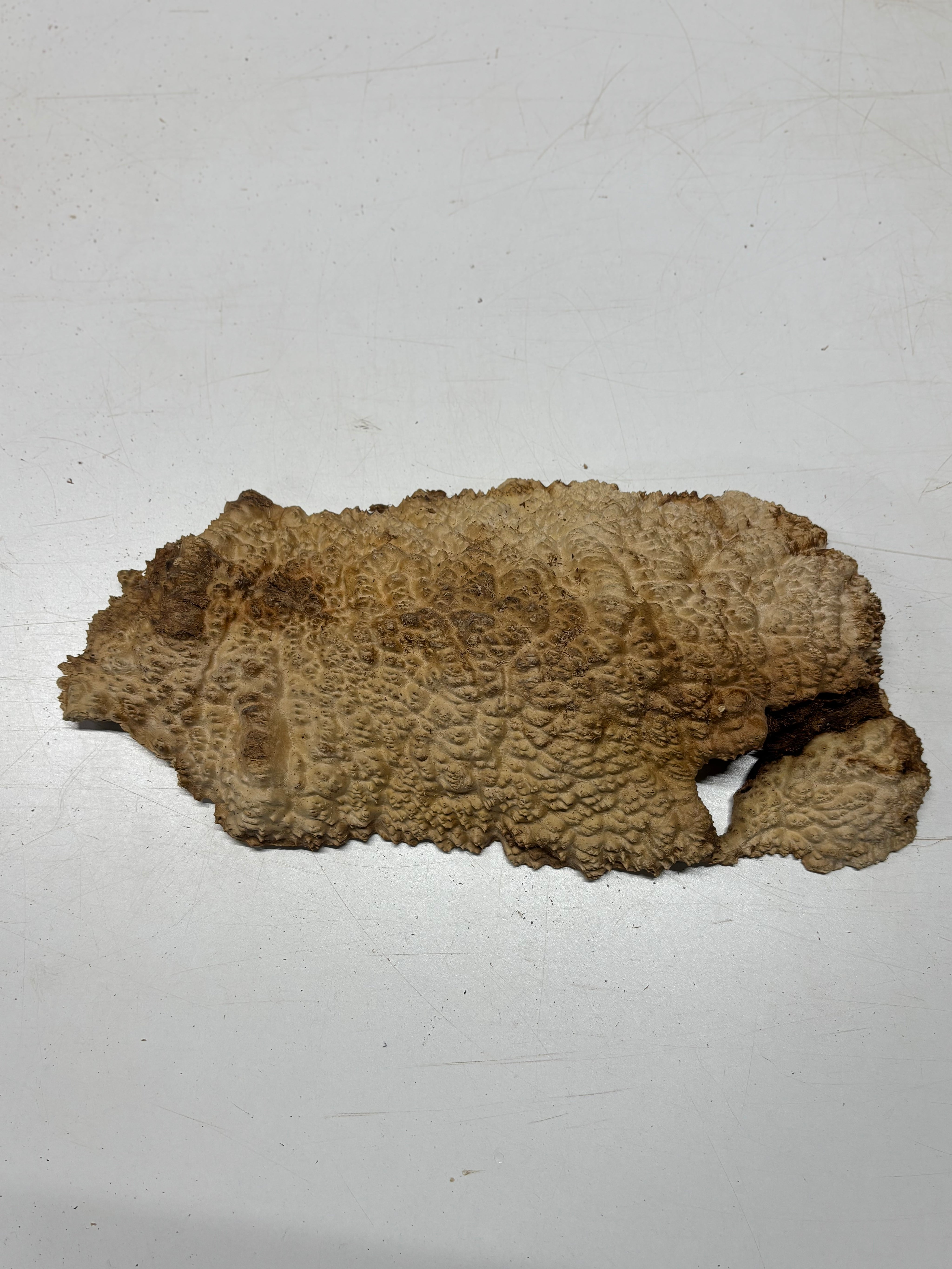 Brown Mallee Burl Blank 15" x 6.5" x 2" 6.5 Lbs #7104 - Exotic Wood Zone