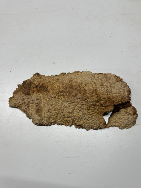 Brown Mallee Burl Blank 15" x 6.5" x 2" 6.5 Lbs #7104 - Exotic Wood Zone