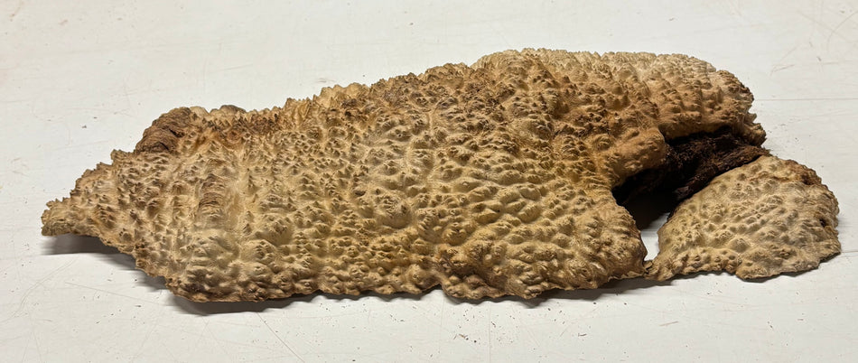 Brown Mallee Burl Blank 15" x 6.5" x 2" 6.5 Lbs #7104 - Exotic Wood Zone