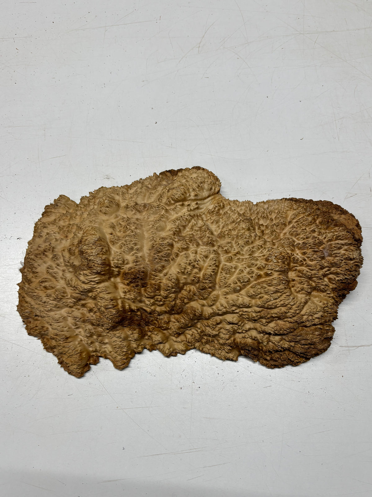 Brown Mallee Burl Blank 16" x 8.5" x 2" 7.45 Lbs #7105 - Exotic Wood Zone