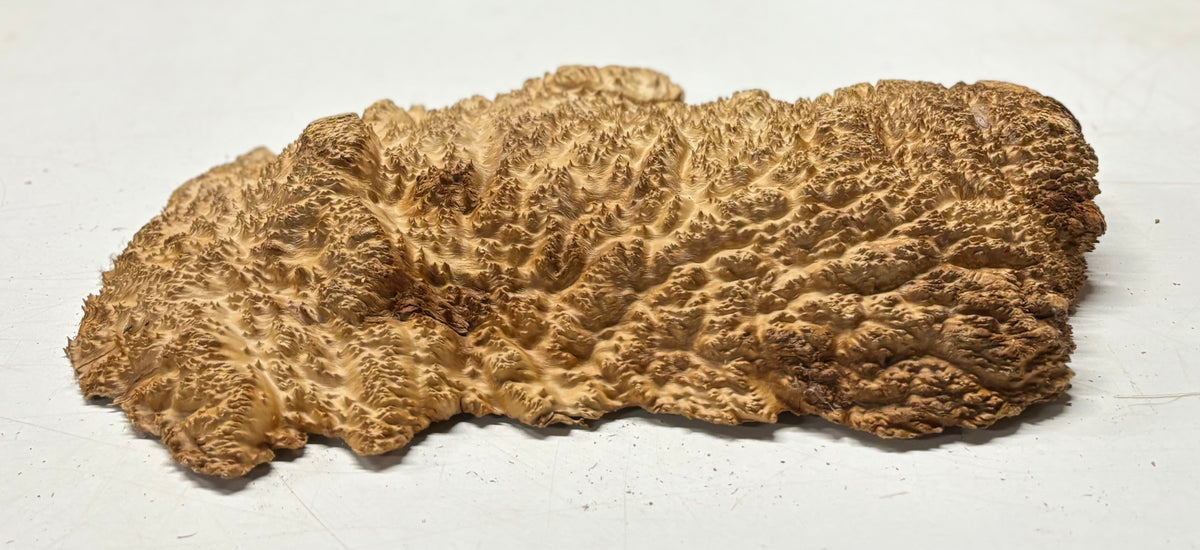 Brown Mallee Burl Blank 16" x 8.5" x 2" 7.45 Lbs #7105 - Exotic Wood Zone