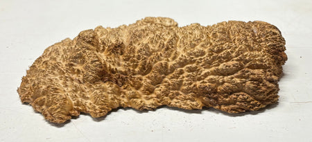 Brown Mallee Burl Blank 16" x 8.5" x 2" 7.45 Lbs #7105 - Exotic Wood Zone