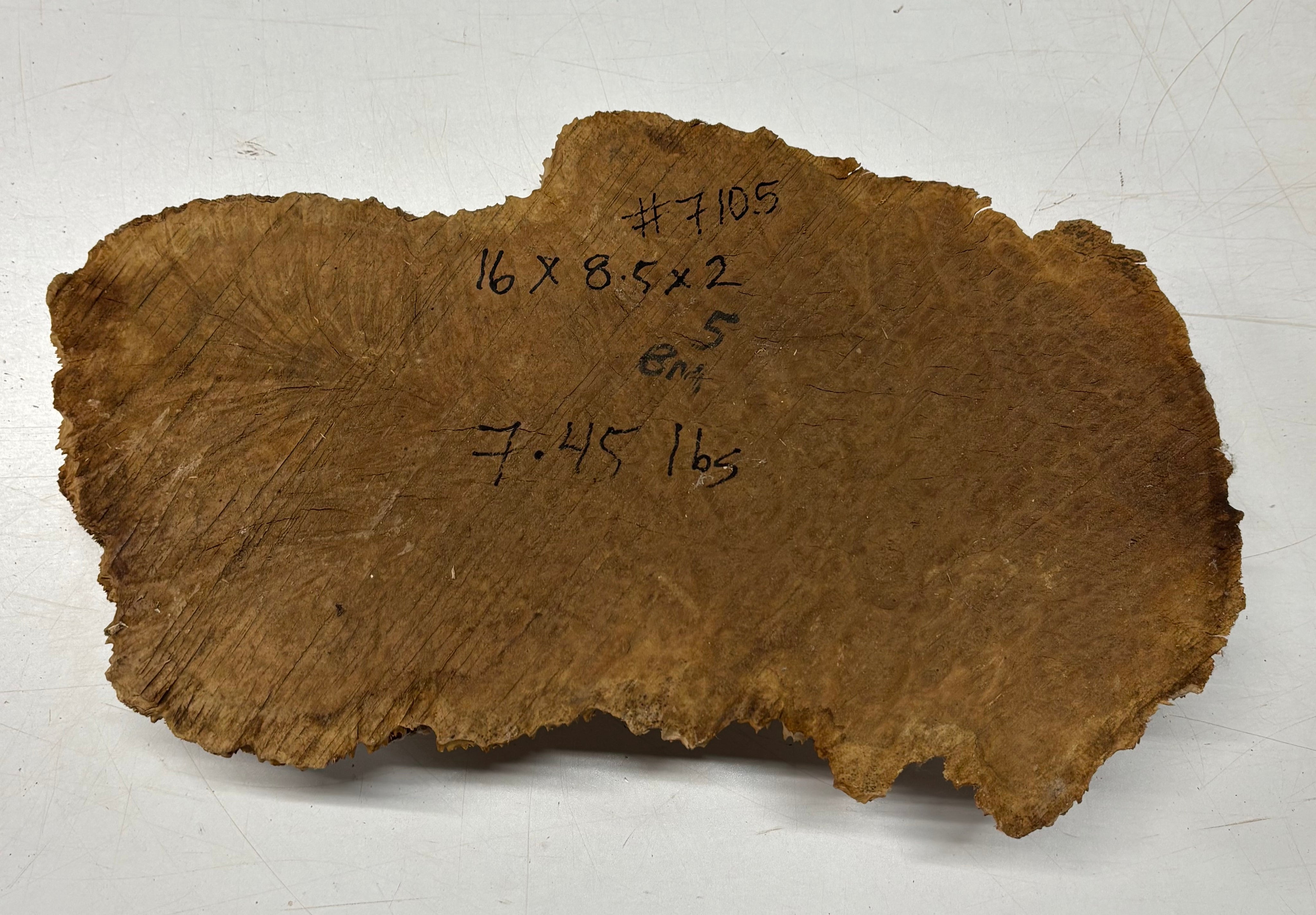 Brown Mallee Burl Blank 16" x 8.5" x 2" 7.45 Lbs #7105 - Exotic Wood Zone
