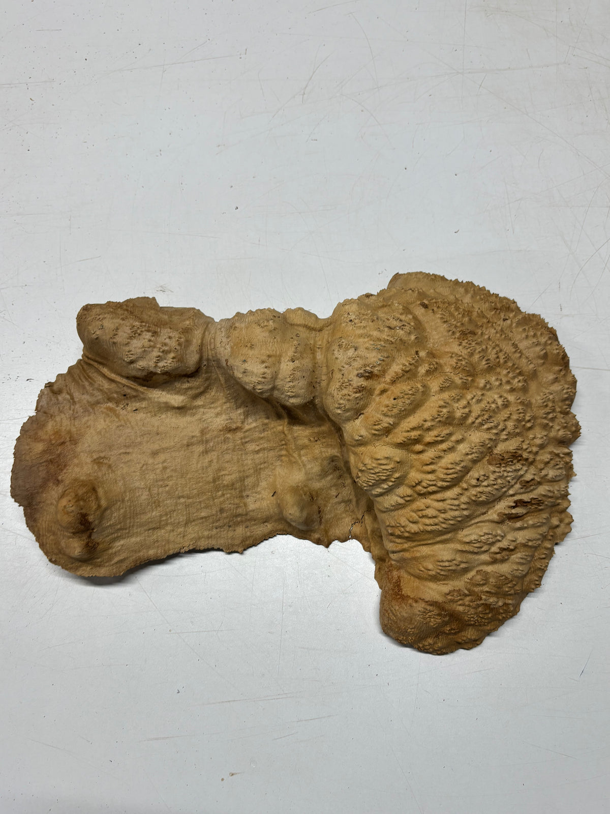 Brown Mallee Burl Blank 18" x 7" x 3" 9.9 Lbs #7106 - Exotic Wood Zone