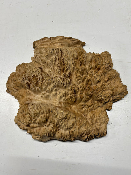 Brown Mallee Burl Blank 11.5" x 10" x 2" 6.95 Lbs #7107 - Exotic Wood Zone