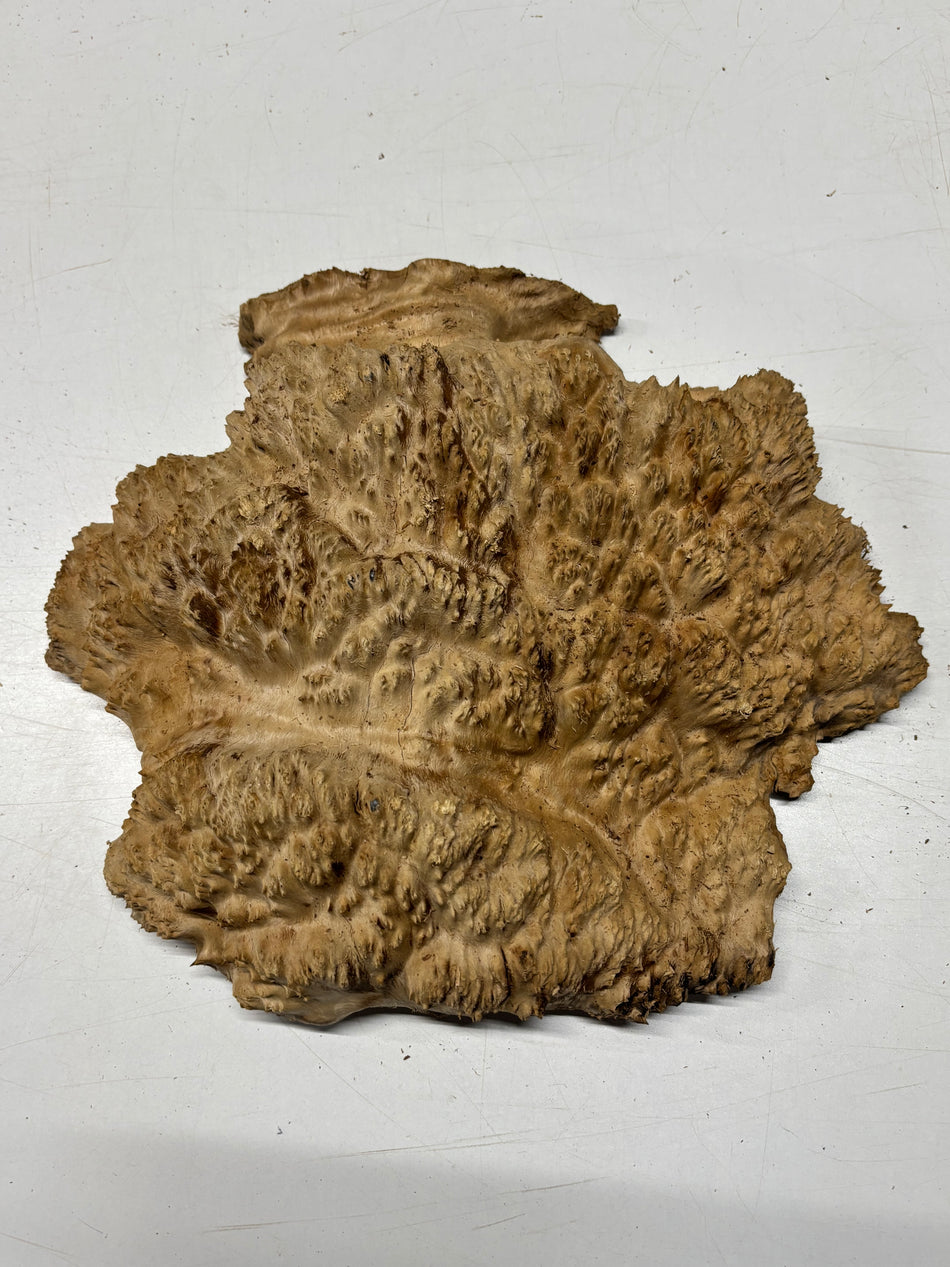 Brown Mallee Burl Blank 11.5" x 10" x 2" 6.95 Lbs #7107 - Exotic Wood Zone
