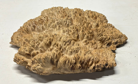 Brown Mallee Burl Blank 11.5" x 10" x 2" 6.95 Lbs #7107 - Exotic Wood Zone