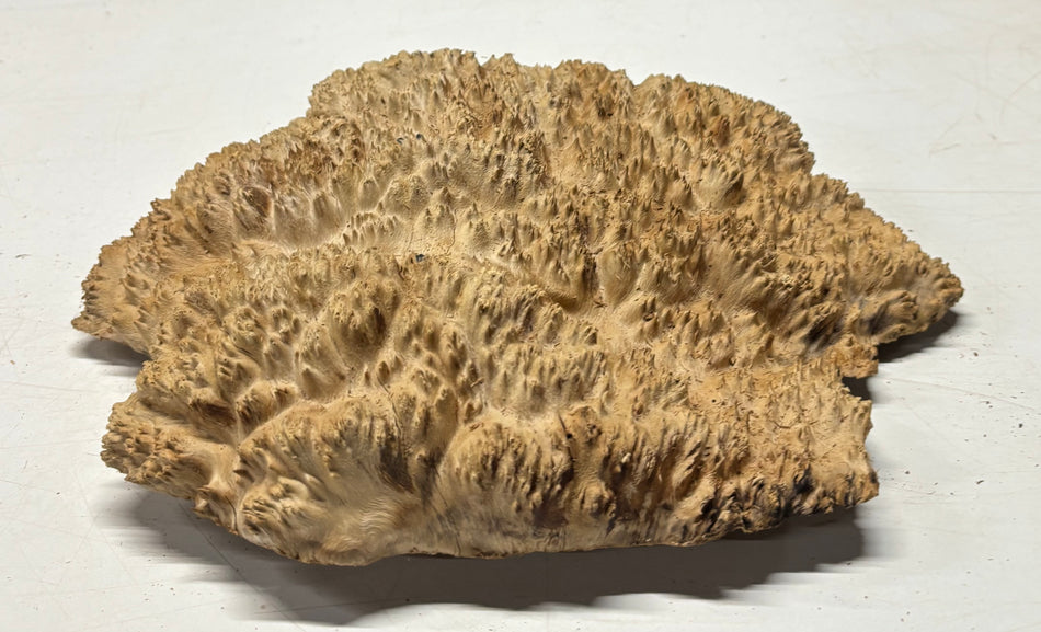 Brown Mallee Burl Blank 11.5" x 10" x 2" 6.95 Lbs #7107 - Exotic Wood Zone