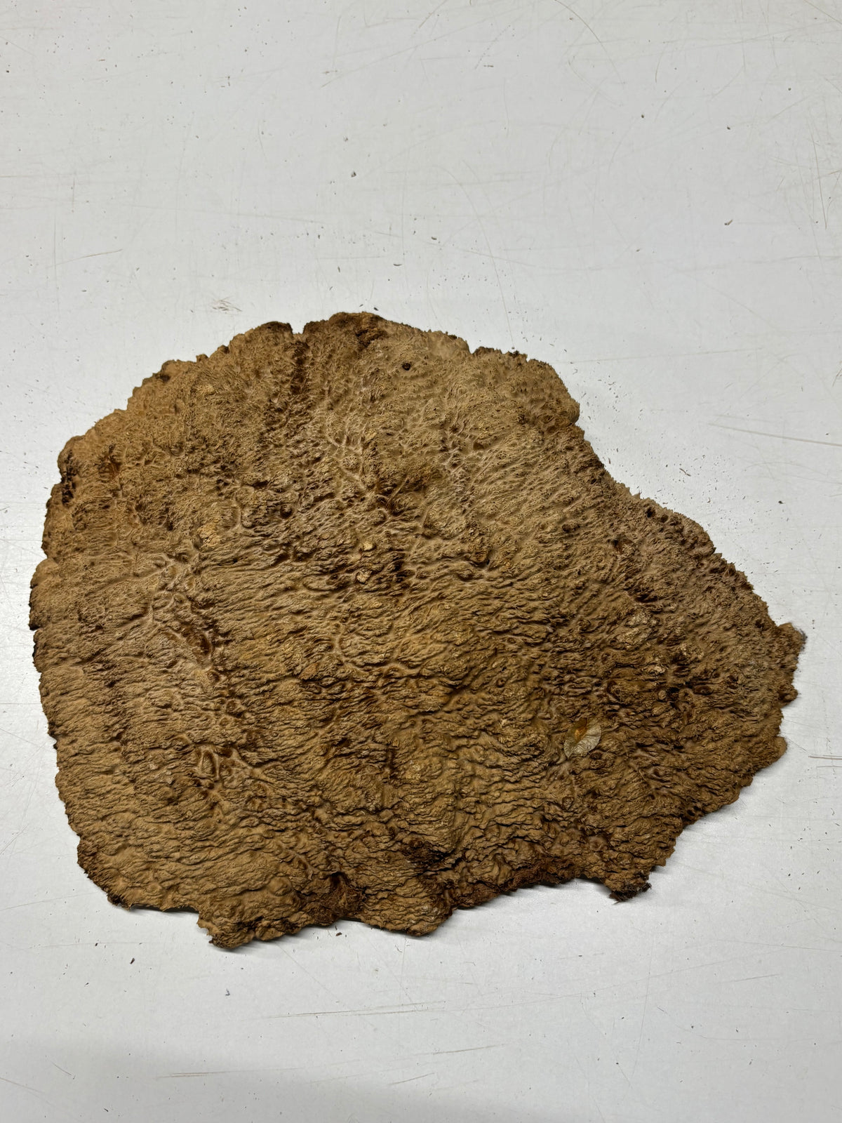 Brown Mallee Burl Blank 12" x 8.5" x 2" 7.15 Lbs #7108 - Exotic Wood Zone