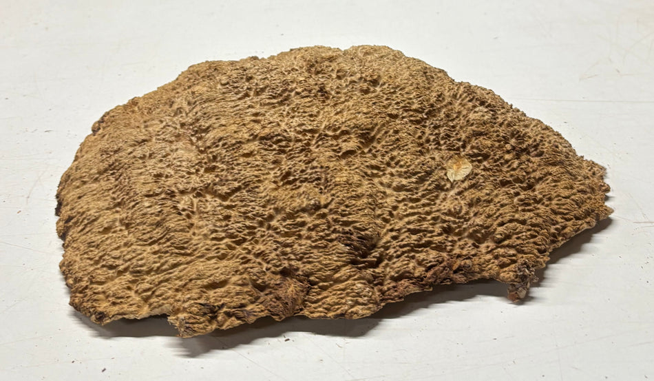 Brown Mallee Burl Blank 12" x 8.5" x 2" 7.15 Lbs #7108 - Exotic Wood Zone
