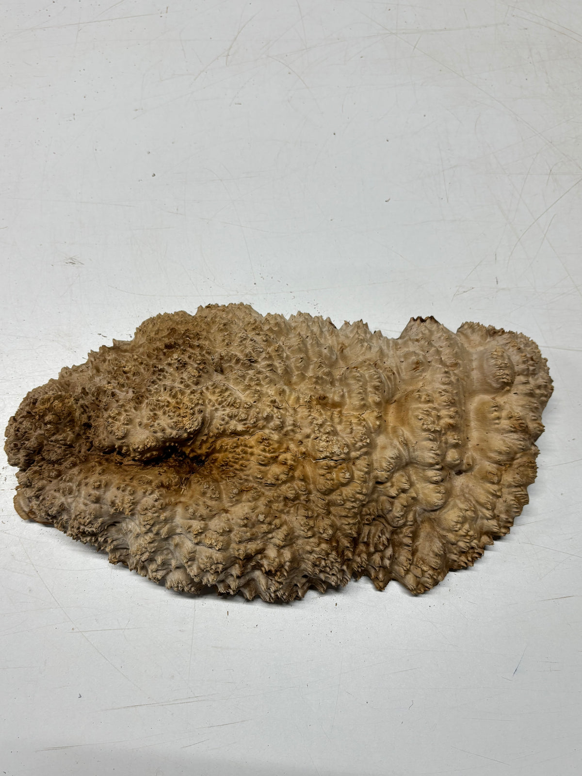 Brown Mallee Burl Blank 14" x 7" x 3" 8.95 Lbs #7109 - Exotic Wood Zone