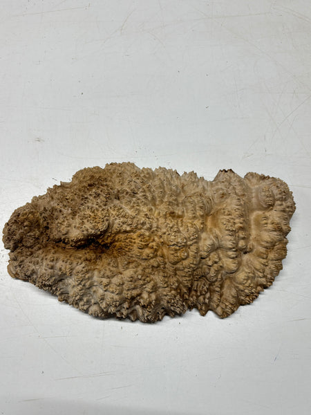 Brown Mallee Burl Blank 14" x 7" x 3" 8.95 Lbs #7109 - Exotic Wood Zone