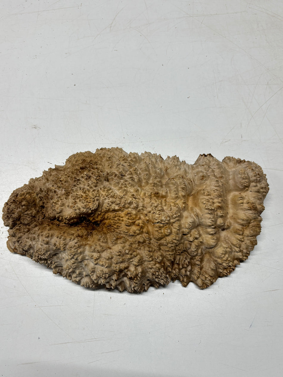 Brown Mallee Burl Blank 14" x 7" x 3" 8.95 Lbs #7109 - Exotic Wood Zone