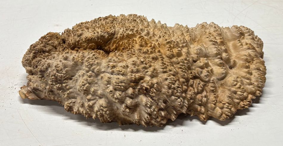 Brown Mallee Burl Blank 14" x 7" x 3" 8.95 Lbs #7109 - Exotic Wood Zone