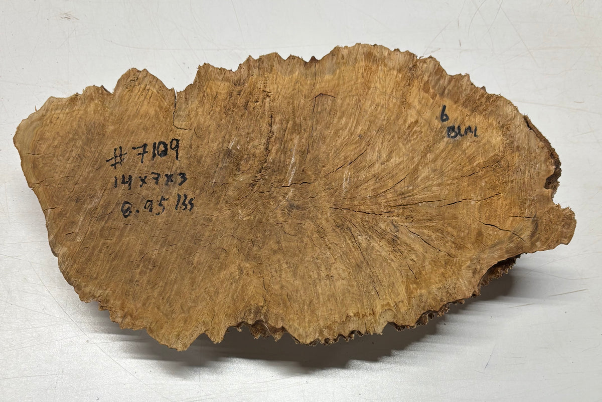 Brown Mallee Burl Blank 14" x 7" x 3" 8.95 Lbs #7109 - Exotic Wood Zone