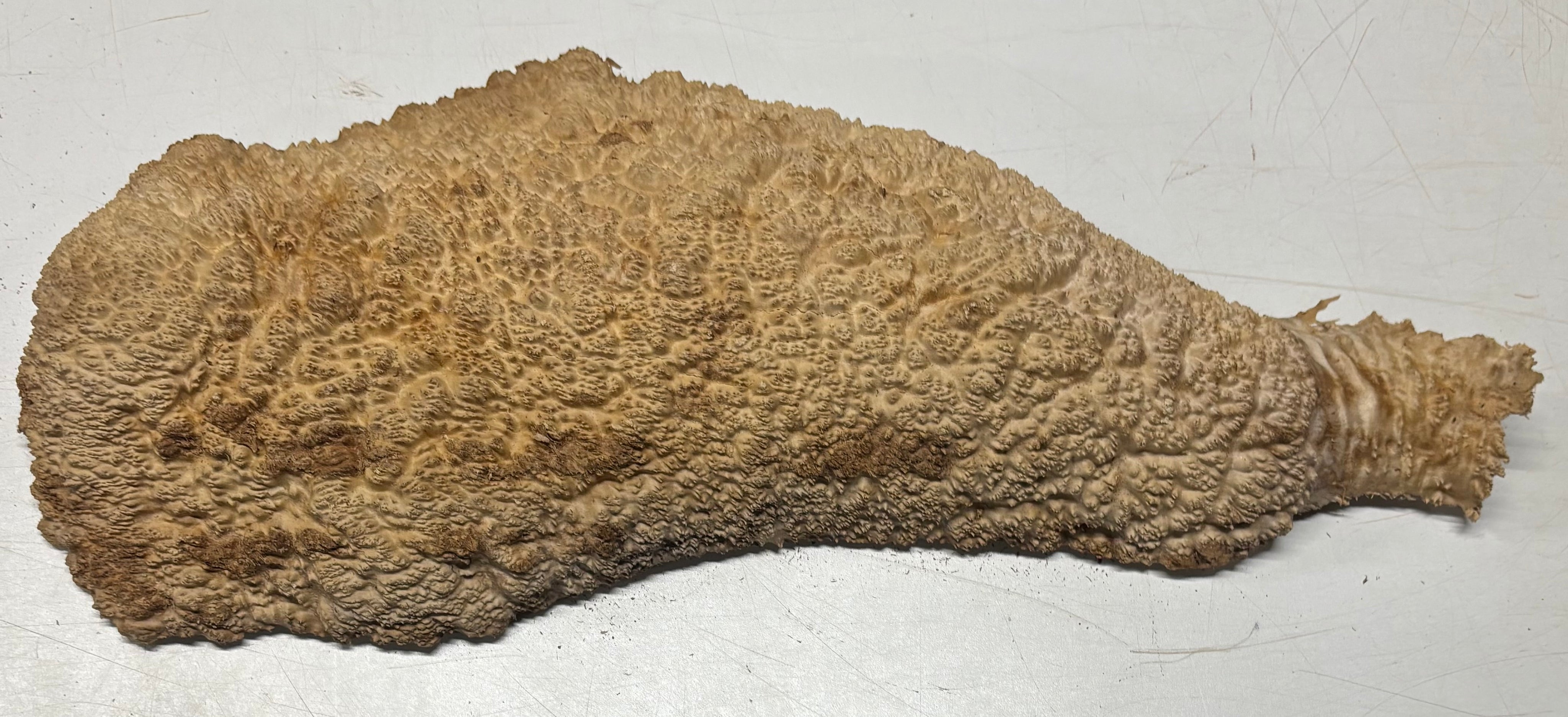 Brown Mallee Burl Blank 21" x 6.5" x 2" 8.55 Lbs #7110 - Exotic Wood Zone