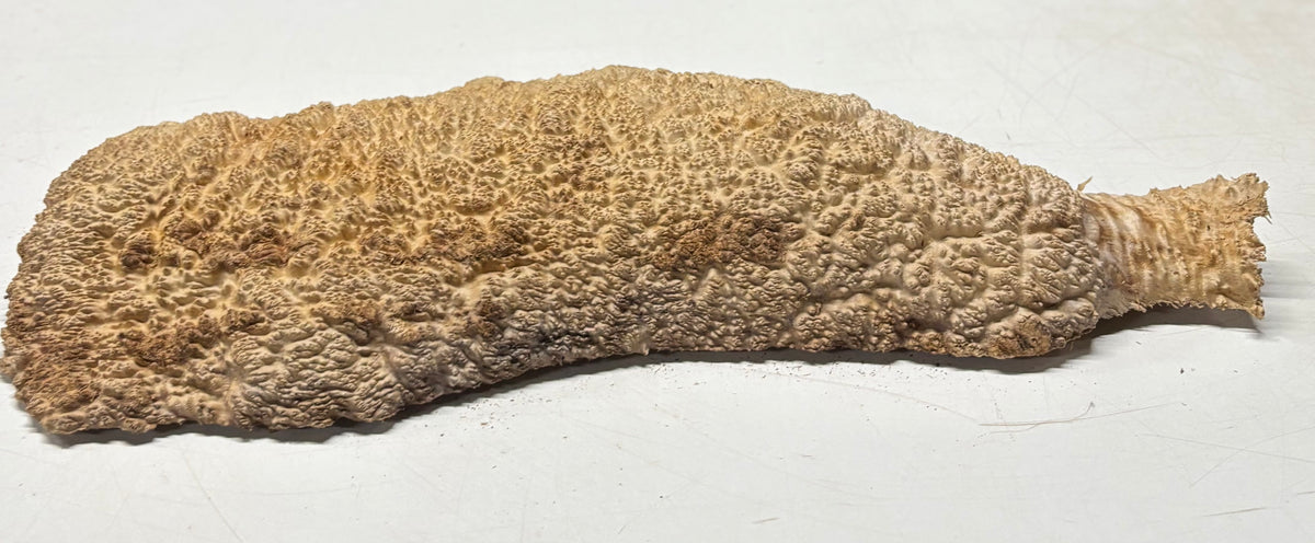 Brown Mallee Burl Blank 21" x 6.5" x 2" 8.55 Lbs #7110 - Exotic Wood Zone