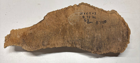 Brown Mallee Burl Blank 21" x 6.5" x 2" 8.55 Lbs #7110 - Exotic Wood Zone