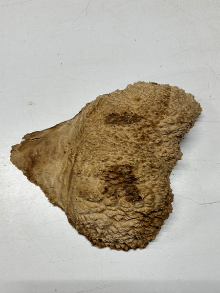 Brown Mallee Burl Blank 12" x 9.5" x 2.5" 7.8 Lbs #7111 - Exotic Wood Zone