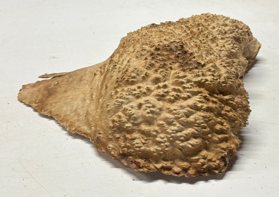 Brown Mallee Burl Blank 12" x 9.5" x 2.5" 7.8 Lbs #7111 - Exotic Wood Zone