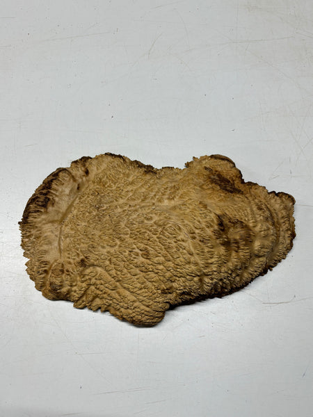 Brown Mallee Burl Blank 16" x 9" x 3" 8.45 Lbs #7112 - Exotic Wood Zone