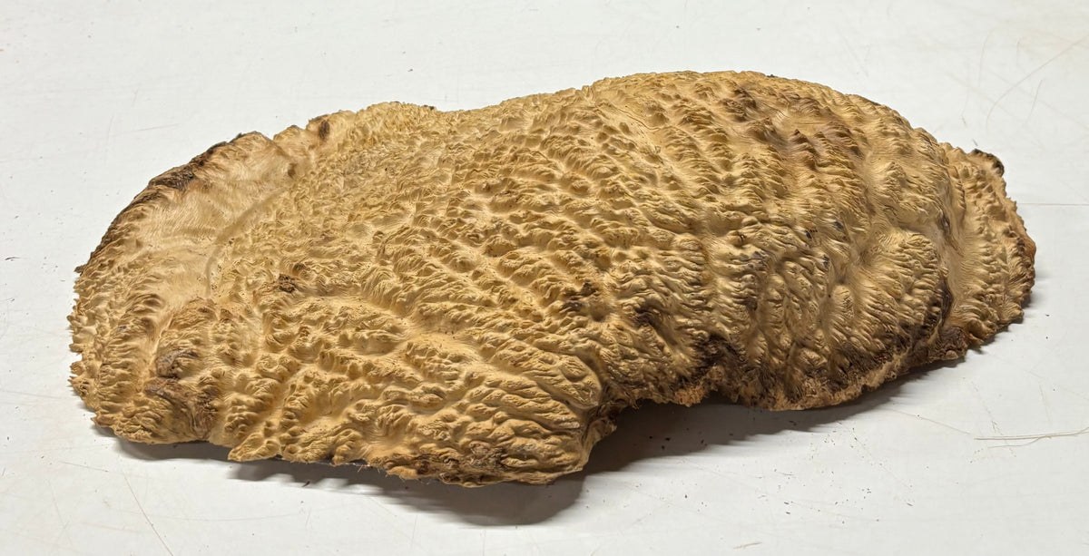 Brown Mallee Burl Blank 16" x 9" x 3" 8.45 Lbs #7112 - Exotic Wood Zone