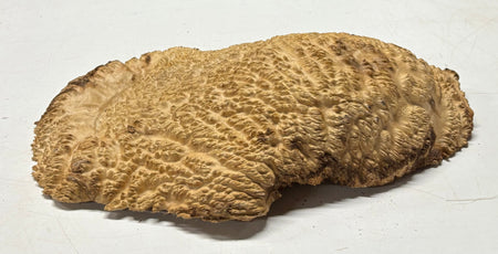 Brown Mallee Burl Blank 16" x 9" x 3" 8.45 Lbs #7112 - Exotic Wood Zone