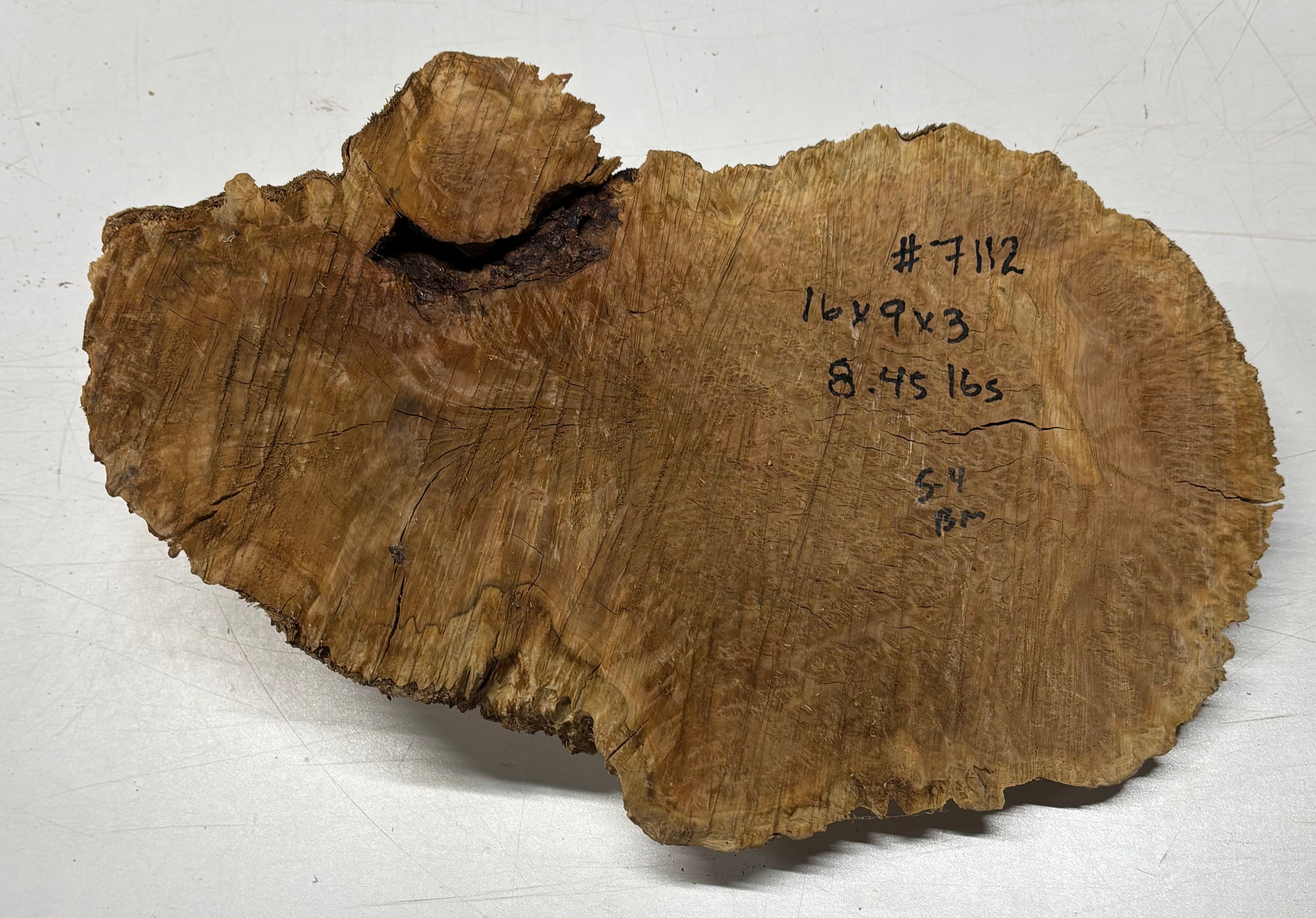 Brown Mallee Burl Blank 16" x 9" x 3" 8.45 Lbs #7112 - Exotic Wood Zone