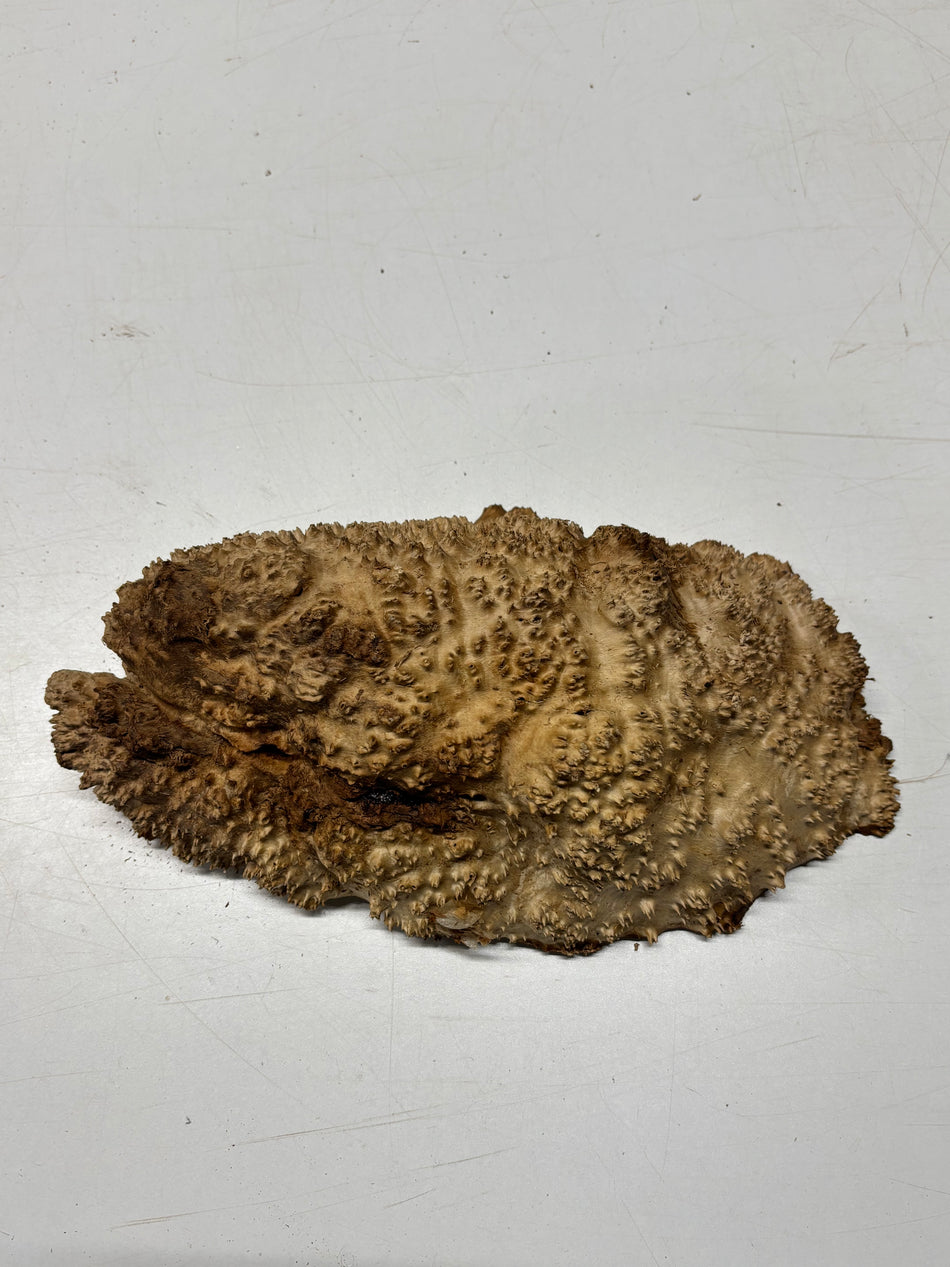 Brown Mallee Burl Blank 11" x 6" x 3" 6.6 Lbs #7113 - Exotic Wood Zone