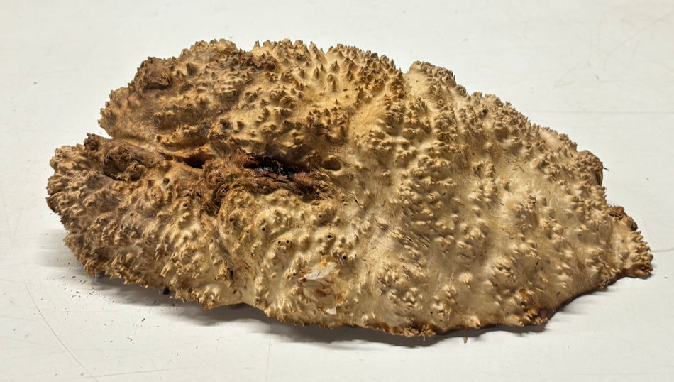 Brown Mallee Burl Blank 11" x 6" x 3" 6.6 Lbs #7113 - Exotic Wood Zone