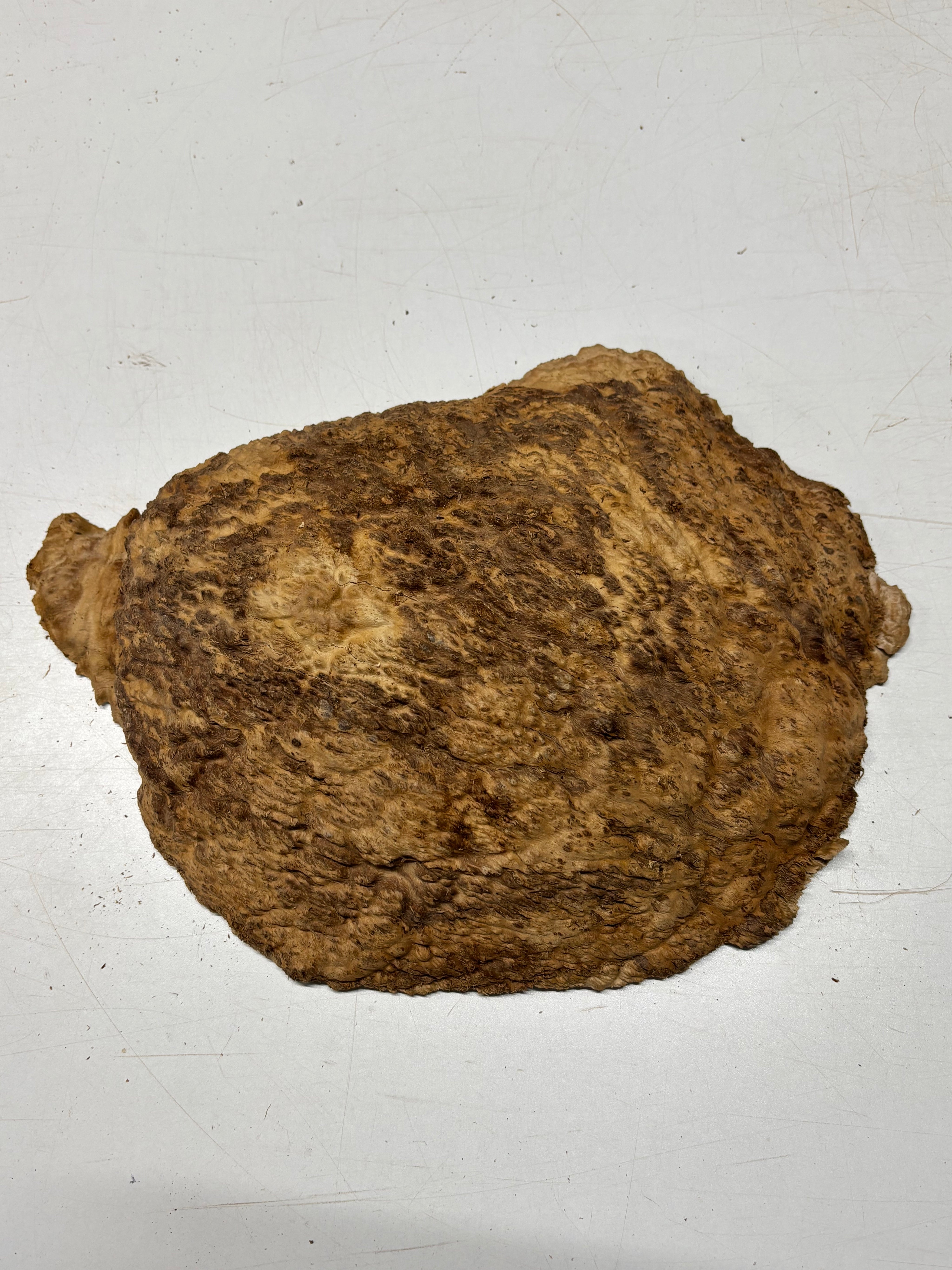 Brown Mallee Burl Blank 11" x 8" x 2.5" 7.4 Lbs #7014 - Exotic Wood Zone