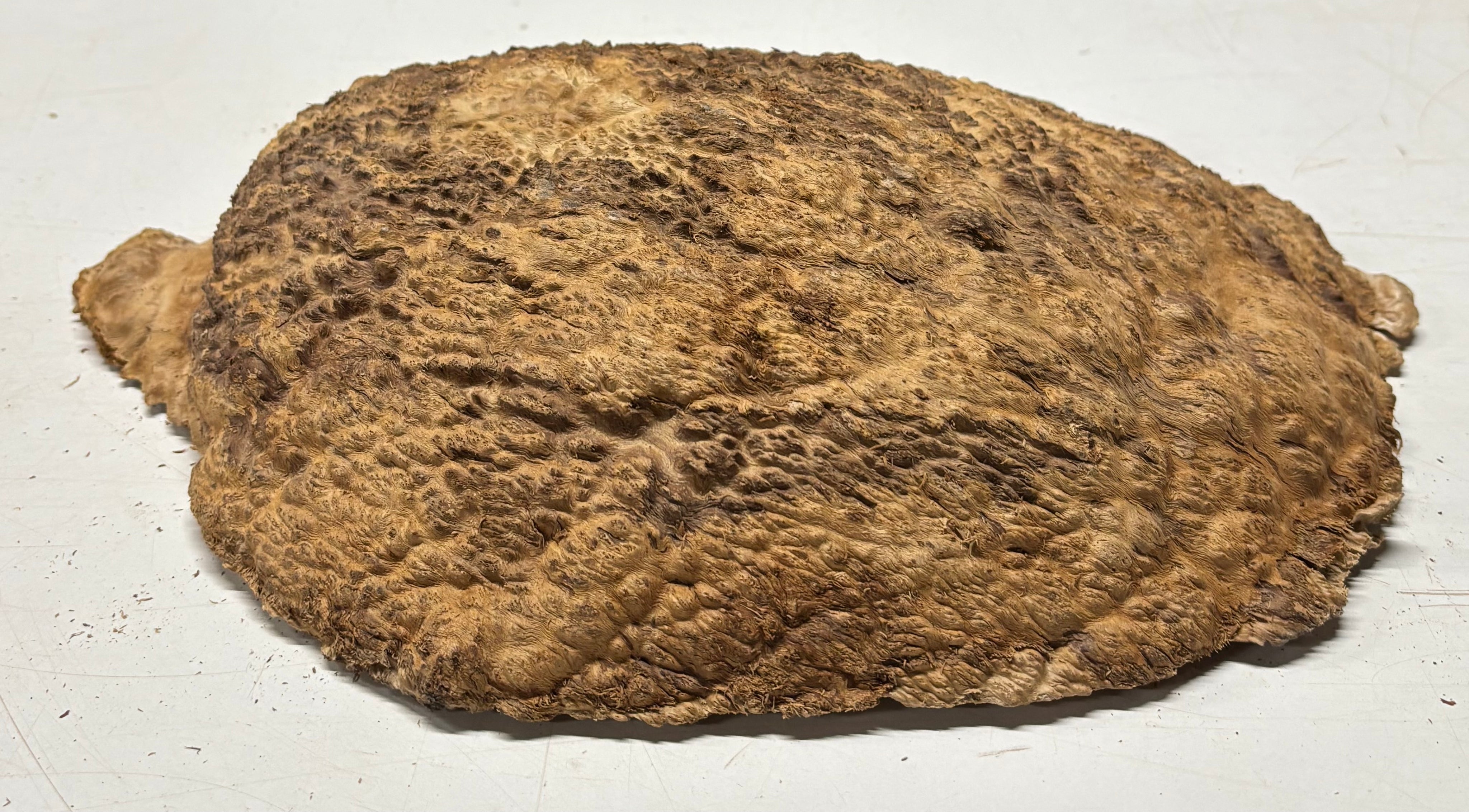 Brown Mallee Burl Blank 11" x 8" x 2.5" 7.4 Lbs #7014 - Exotic Wood Zone