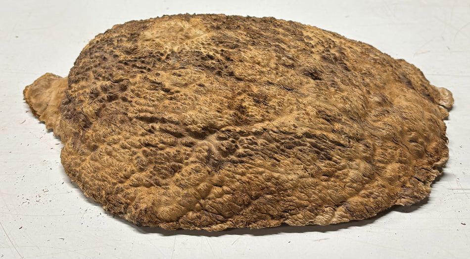 Brown Mallee Burl Blank 11" x 8" x 2.5" 7.4 Lbs #7014 - Exotic Wood Zone