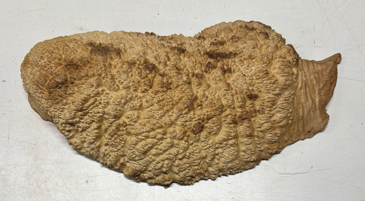 Brown Mallee Burl Blank 17" x 8" x 2.5" 8.35 Lbs #7015 - Exotic Wood Zone