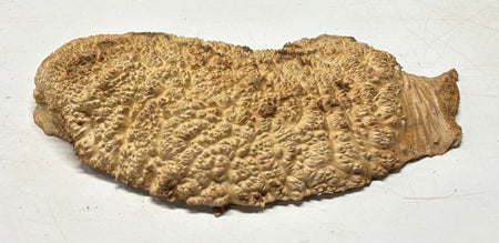 Brown Mallee Burl Blank 17" x 8" x 2.5" 8.35 Lbs #7015 - Exotic Wood Zone